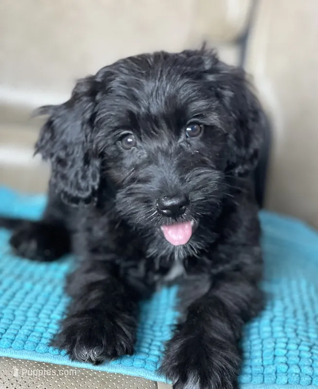 Jet – Miniature Aussiedoodle puppy for sale in Atoka, OK