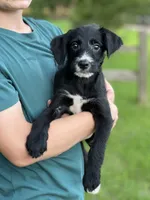 Ted, a male Bordoodle for sale in Atoka, OK – 2 of 2