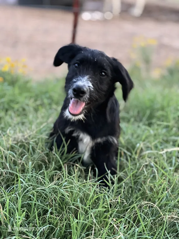 Ted – Bordoodle puppy for sale in Atoka, OK
