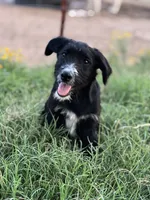 Ted, a male Bordoodle for sale in Atoka, OK – 1 of 4