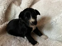 Jake, a male Miniature Aussiedoodle for sale in Atoka, OK – 2 of 2