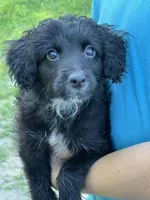 Shiloh, a female Miniature Labradoodle for sale in Atoka, OK – 1 of 2