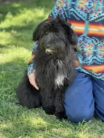 Knox, a male Miniature Aussiedoodle for sale in Atoka, OK – Photo 3 of 9