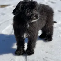 Knox, a male Miniature Aussiedoodle for sale in Atoka, OK – Photo 2 of 5