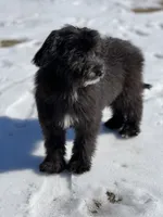 Knox, a male Miniature Aussiedoodle for sale in Atoka, OK – Photo 2 of 5