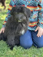 Knox, a male Miniature Aussiedoodle for sale in Atoka, OK – Photo 5 of 9