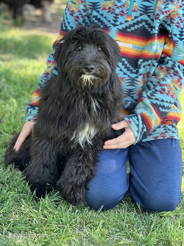 Knox – Miniature Aussiedoodle puppy for sale in Atoka, OK