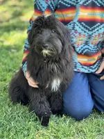 Knox, a male Miniature Aussiedoodle for sale in Atoka, OK – Photo 2 of 9