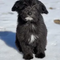 Knox, a male Miniature Aussiedoodle for sale in Atoka, OK – Photo 1 of 5