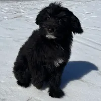 Knox, a male Miniature Aussiedoodle for sale in Atoka, OK – Photo 3 of 5
