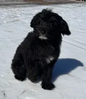 Knox, a male Miniature Aussiedoodle for sale in Atoka, OK – Photo 3 of 5