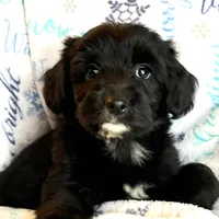 Knox, a male Miniature Aussiedoodle for sale in Atoka, OK – Photo 4 of 5