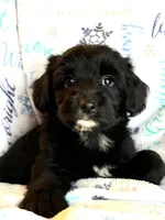 Knox, a male Miniature Aussiedoodle for sale in Atoka, OK – Photo 4 of 5