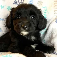 Knox, a male Miniature Aussiedoodle for sale in Atoka, OK – Photo 5 of 5