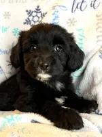 Knox, a male Miniature Aussiedoodle for sale in Atoka, OK – Photo 5 of 5