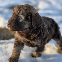 Taffy, a female Miniature Labradoodle for sale in Atoka, OK – Photo 2 of 3