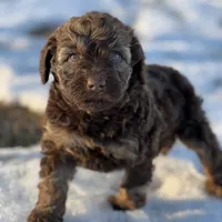 Taffy, a female Miniature Labradoodle for sale in Atoka, OK – Photo 3 of 3