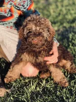 Taffy, a female Miniature Labradoodle for sale in Atoka, OK – 2 of 5