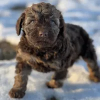 Taffy, a female Miniature Labradoodle for sale in Atoka, OK – Photo 1 of 3