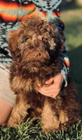 Taffy, a female Miniature Labradoodle for sale in Atoka, OK – 1 of 5