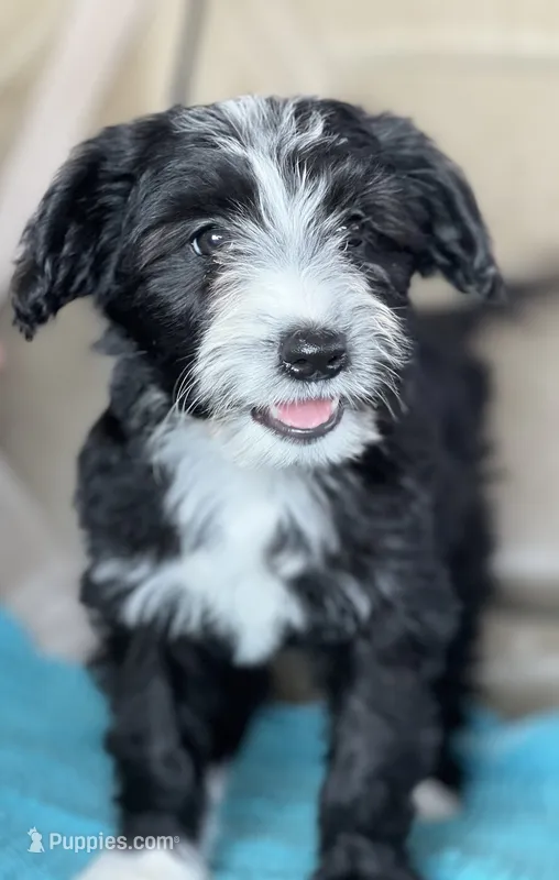 Blaze – Miniature Aussiedoodle puppy for sale in Atoka, OK