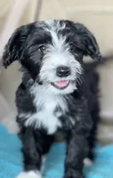 Blaze, a male Miniature Aussiedoodle for sale in Atoka, OK – 1 of 8