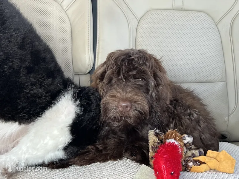 Happy – Miniature Labradoodle puppy for sale in Atoka, OK