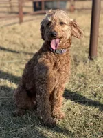 Emma, a female Miniature Labradoodle for sale in Atoka, OK – 3 of 3