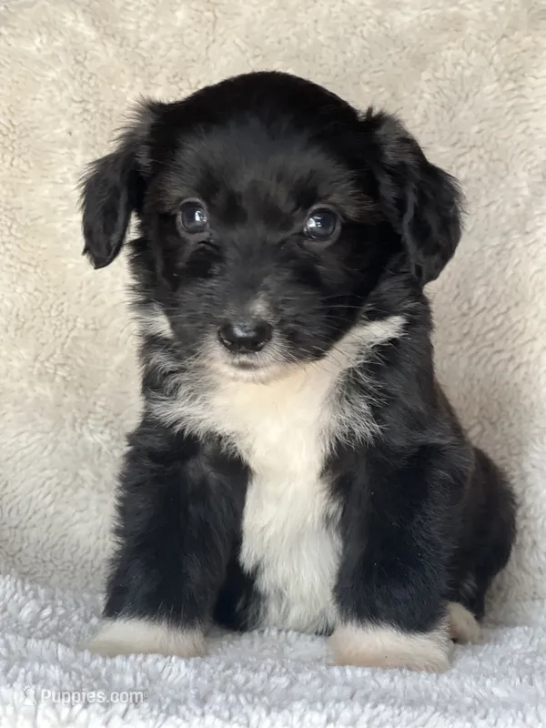 Oreo – Miniature Aussiedoodle puppy for sale in Atoka, OK