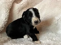 Blaze, a male Miniature Aussiedoodle for sale in Atoka, OK – 3 of 3