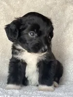 Oreo, a female Miniature Aussiedoodle and Miniature Labradoodle for sale in Atoka, OK – 6 of 9