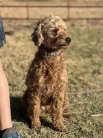 Emma, a female Miniature Labradoodle for sale in Atoka, OK – 2 of 3