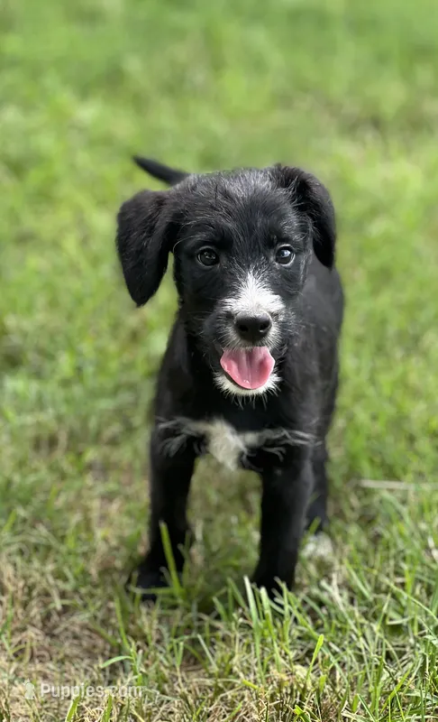 Ted – Bordoodle puppy for sale in Atoka, OK