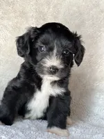 Jake, a male Miniature Aussiedoodle and Miniature Labradoodle for sale in Atoka, OK – 5 of 7