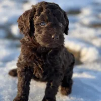 Molly, a female Miniature Labradoodle for sale in Atoka, OK – Photo 2 of 3