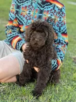 Molly, a female Miniature Labradoodle for sale in Atoka, OK – 2 of 7