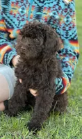 Molly, a female Miniature Labradoodle for sale in Atoka, OK – 3 of 7
