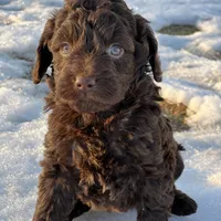 Molly, a female Miniature Labradoodle for sale in Atoka, OK – Photo 1 of 3