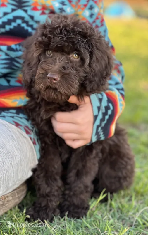 Molly – Miniature Labradoodle puppy for sale in Atoka, OK