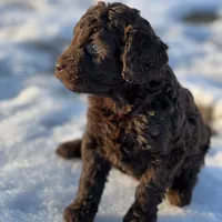 Molly, a female Miniature Labradoodle for sale in Atoka, OK – Photo 3 of 3