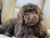 Molly, a female Miniature Labradoodle for sale in Atoka, OK – 4 of 7