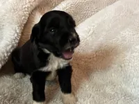 Oreo, a female Miniature Aussiedoodle for sale in Atoka, OK – 3 of 3