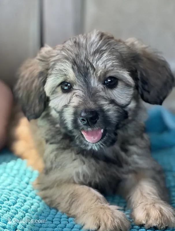 Bailey – Miniature Aussiedoodle puppy for sale in Atoka, OK