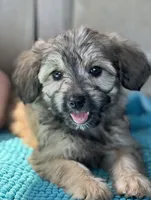 Bailey, a female Miniature Aussiedoodle and Miniature Labradoodle for sale in Atoka, OK – 1 of 8