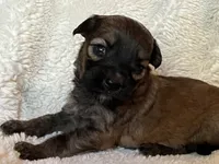 Blondie, a female Miniature Aussiedoodle for sale in Atoka, OK – 2 of 4