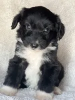 Oreo, a female Miniature Aussiedoodle and Miniature Labradoodle for sale in Atoka, OK – 5 of 9