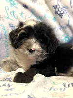 Patch, a male Miniature Aussiedoodle for sale in Atoka, OK – Photo 1 of 3