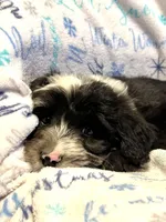 Patch, a male Miniature Aussiedoodle for sale in Atoka, OK – Photo 2 of 3