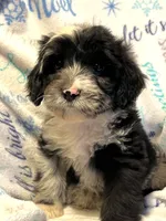 Patch, a male Miniature Aussiedoodle for sale in Atoka, OK – Photo 3 of 3