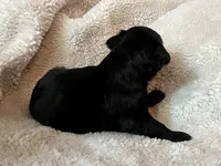 Jet, a male Miniature Aussiedoodle for sale in Atoka, OK – 2 of 2